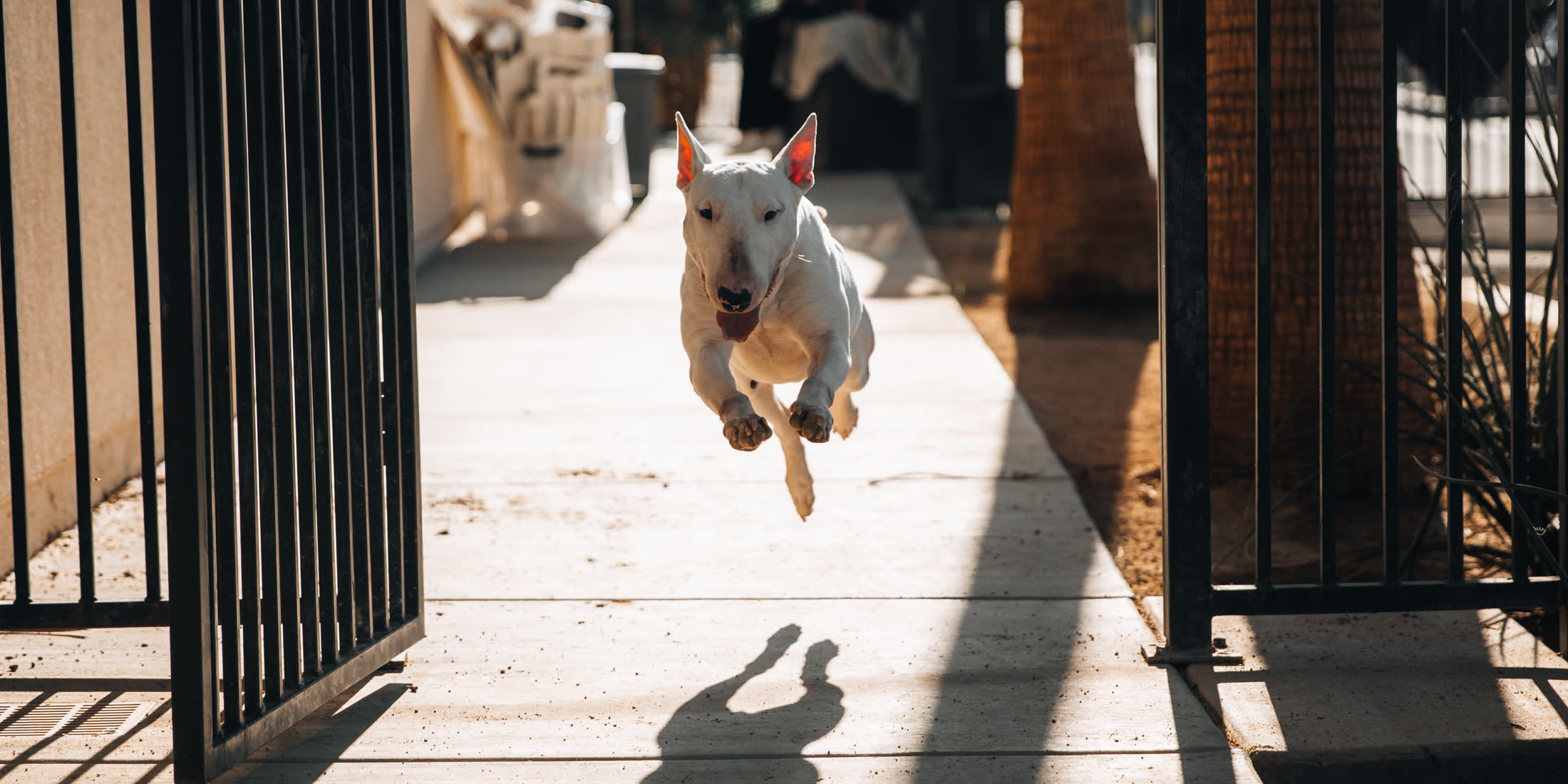 Bull terrier running at full stretch through an open shelter gate into the sun